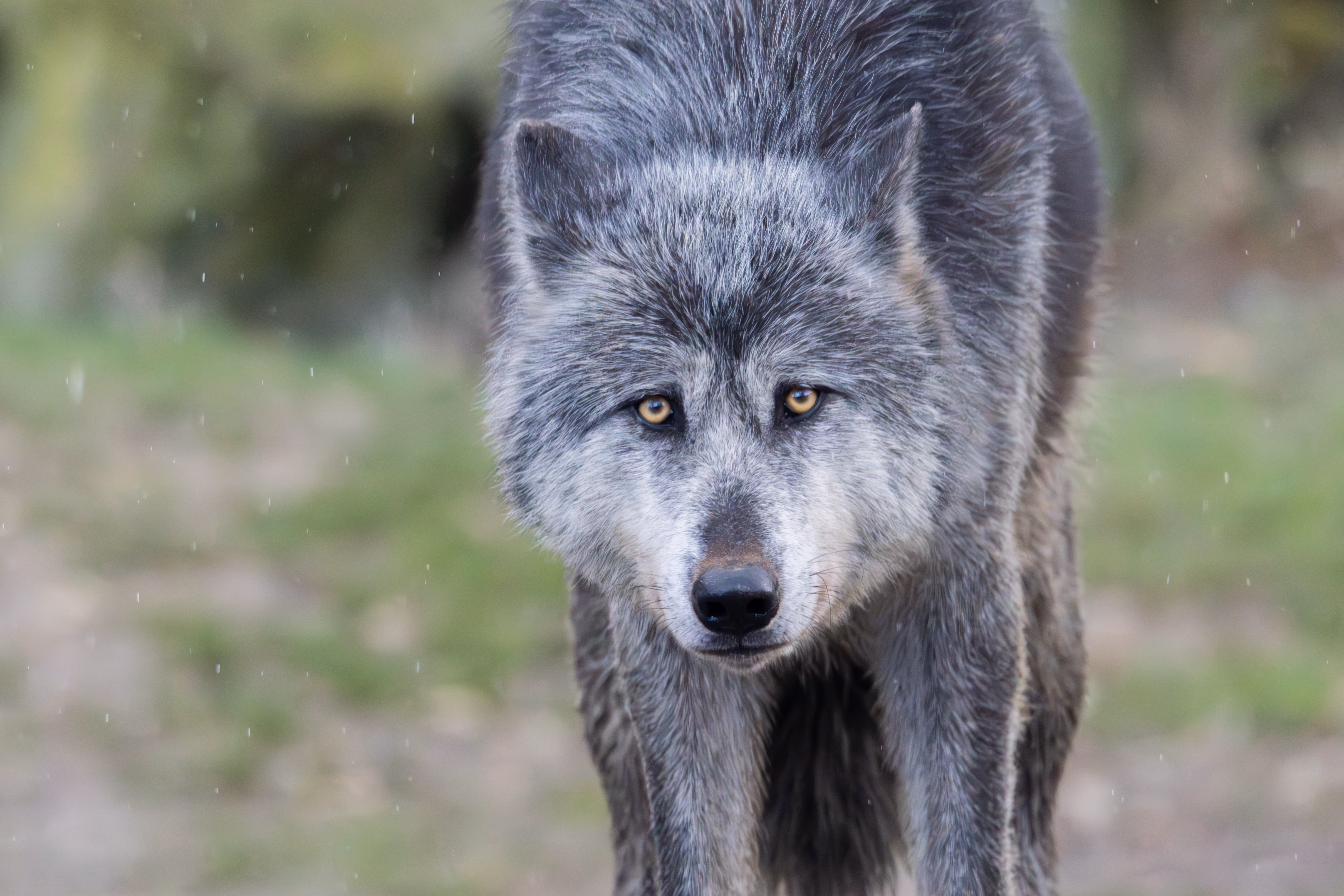 photographie prise au zoo de Mulhouse